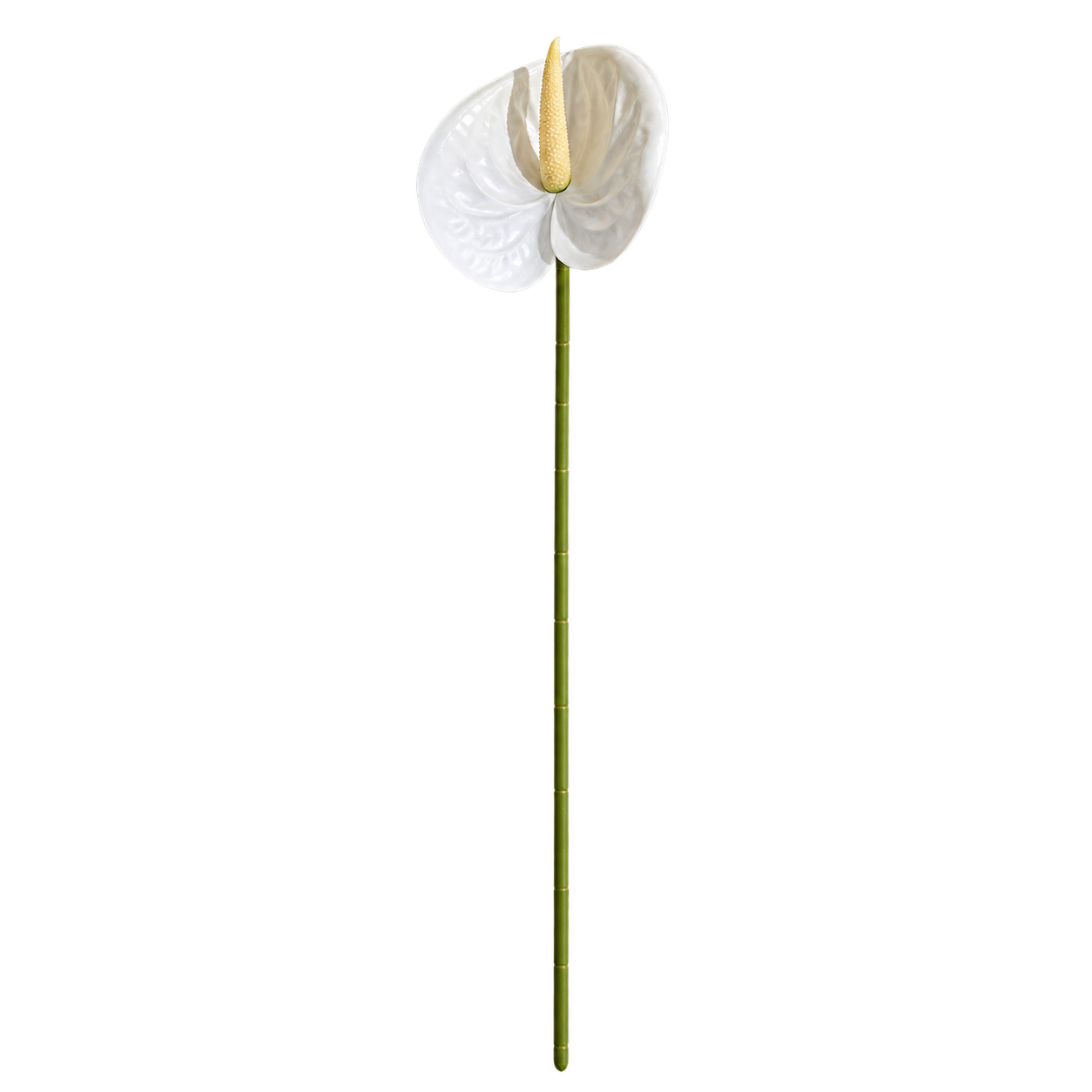 ANTHURIUM BLANCHE