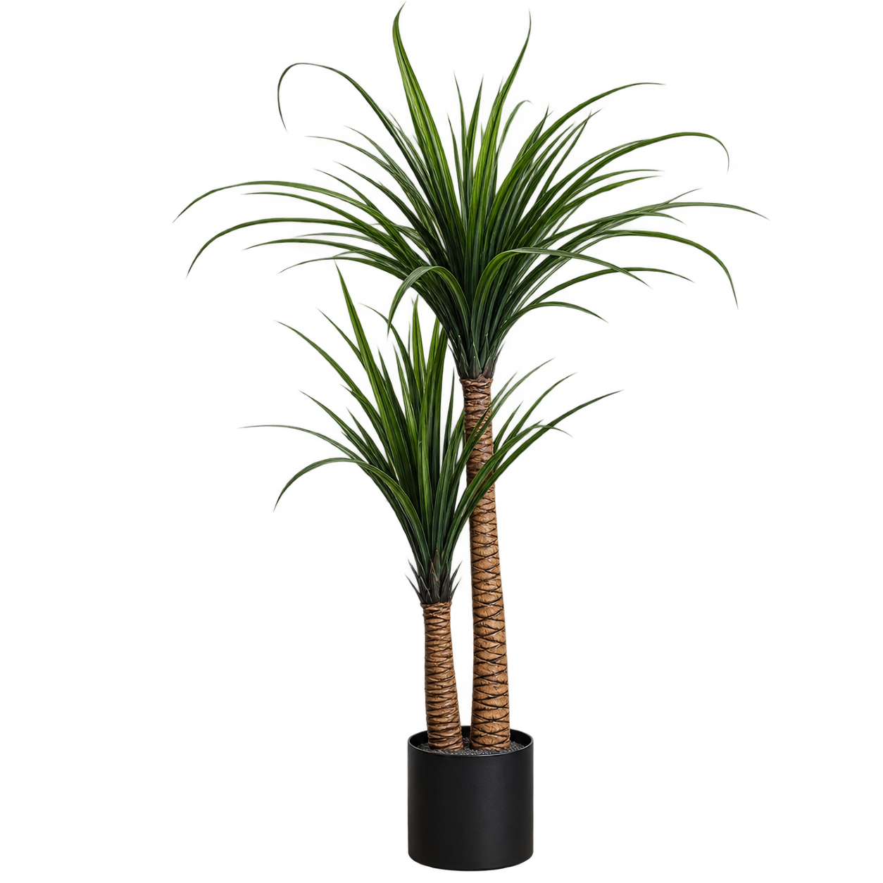 YUCAA TREES