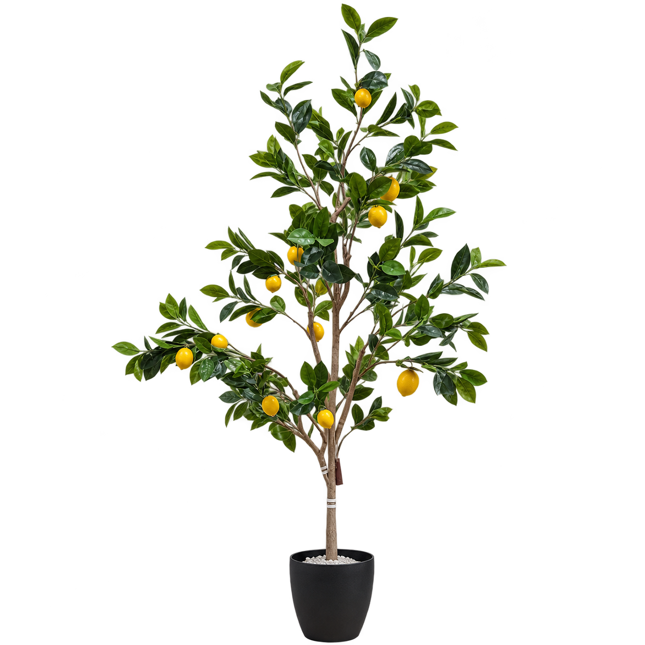 Lemon Grove Tree