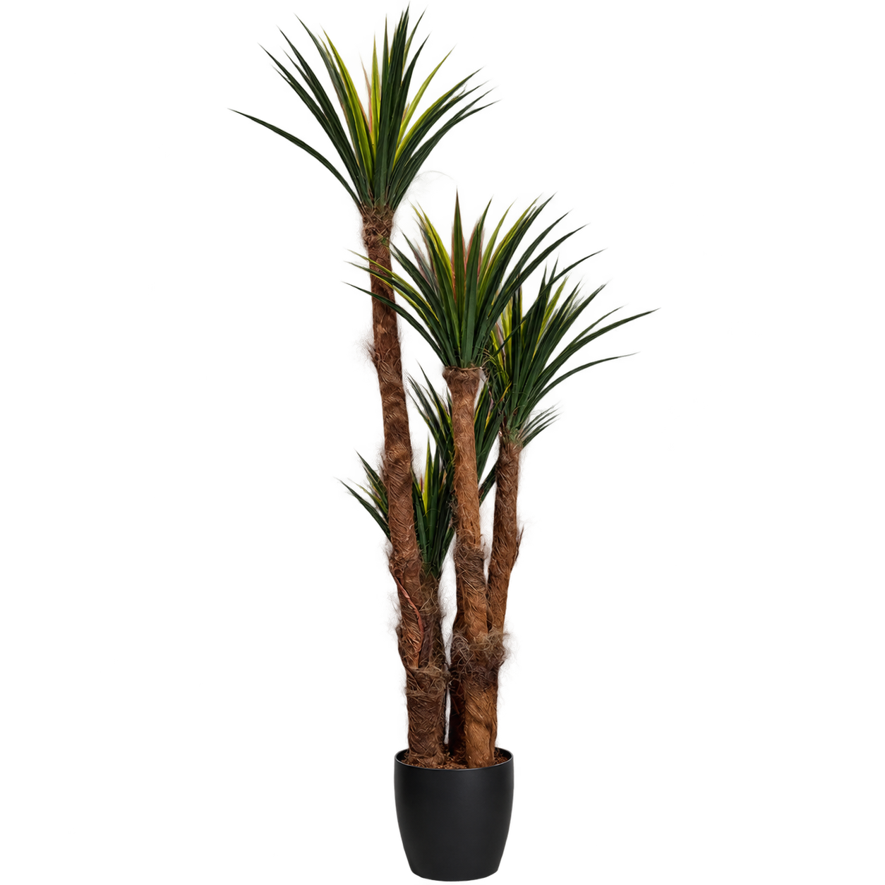 YUCAA TREE