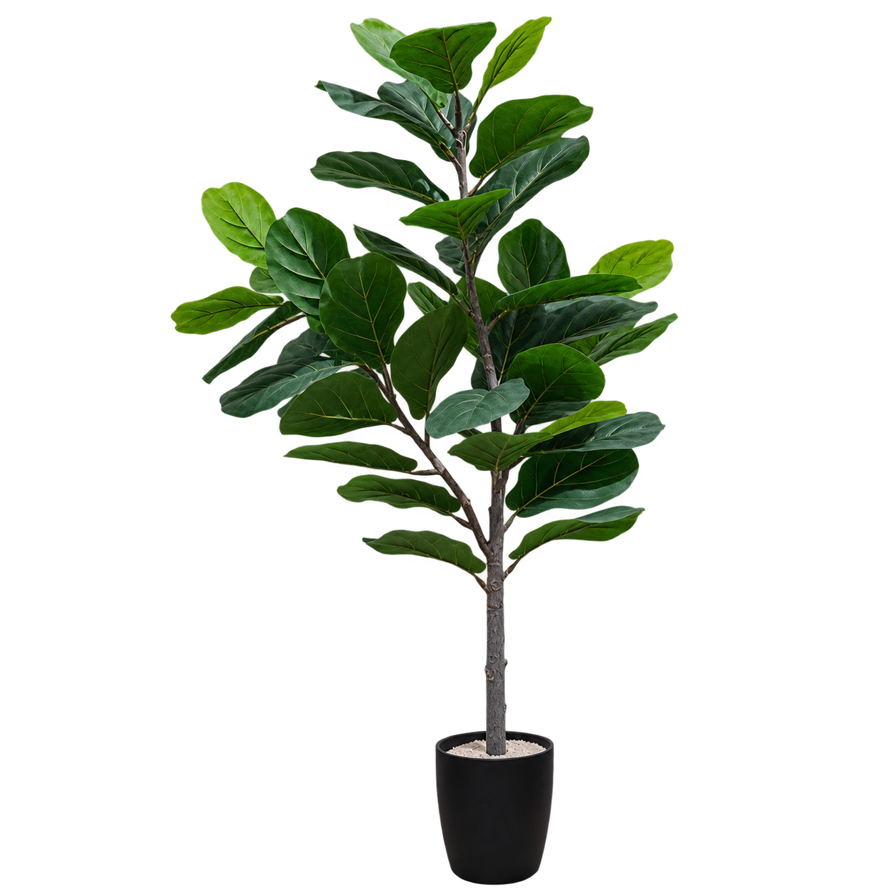 FIDDLE LEAF FICUS