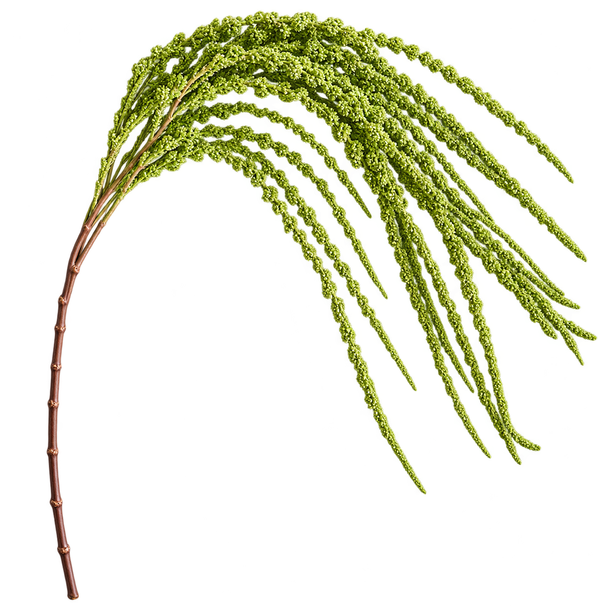 SYLVAN PLUME