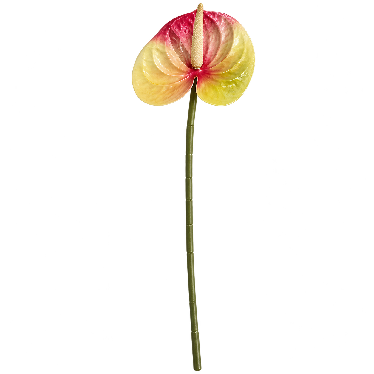 FLAMINGO FLOWER