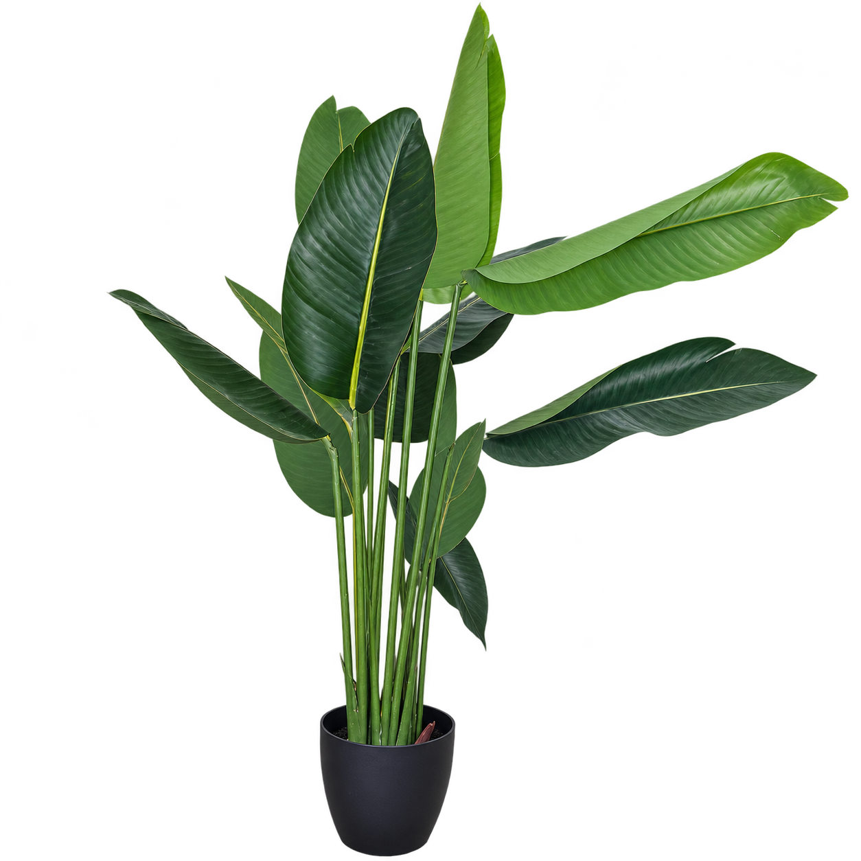 TRAVELER'S CANNA